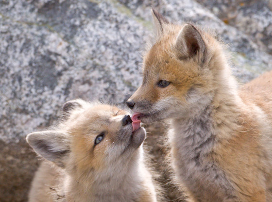 Fox Fox